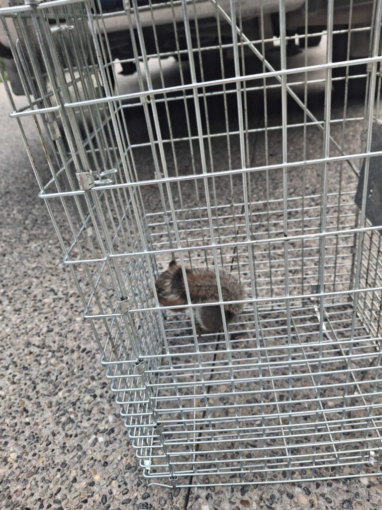 Wildlife Control Hagar