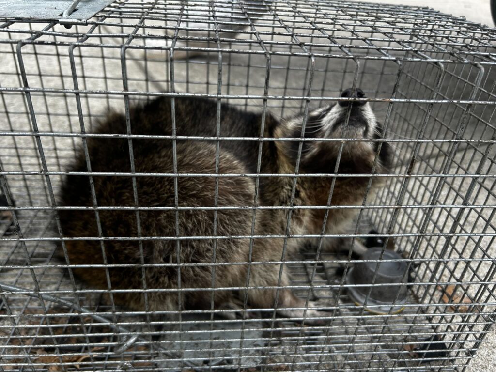 Wildlife Control Hagar