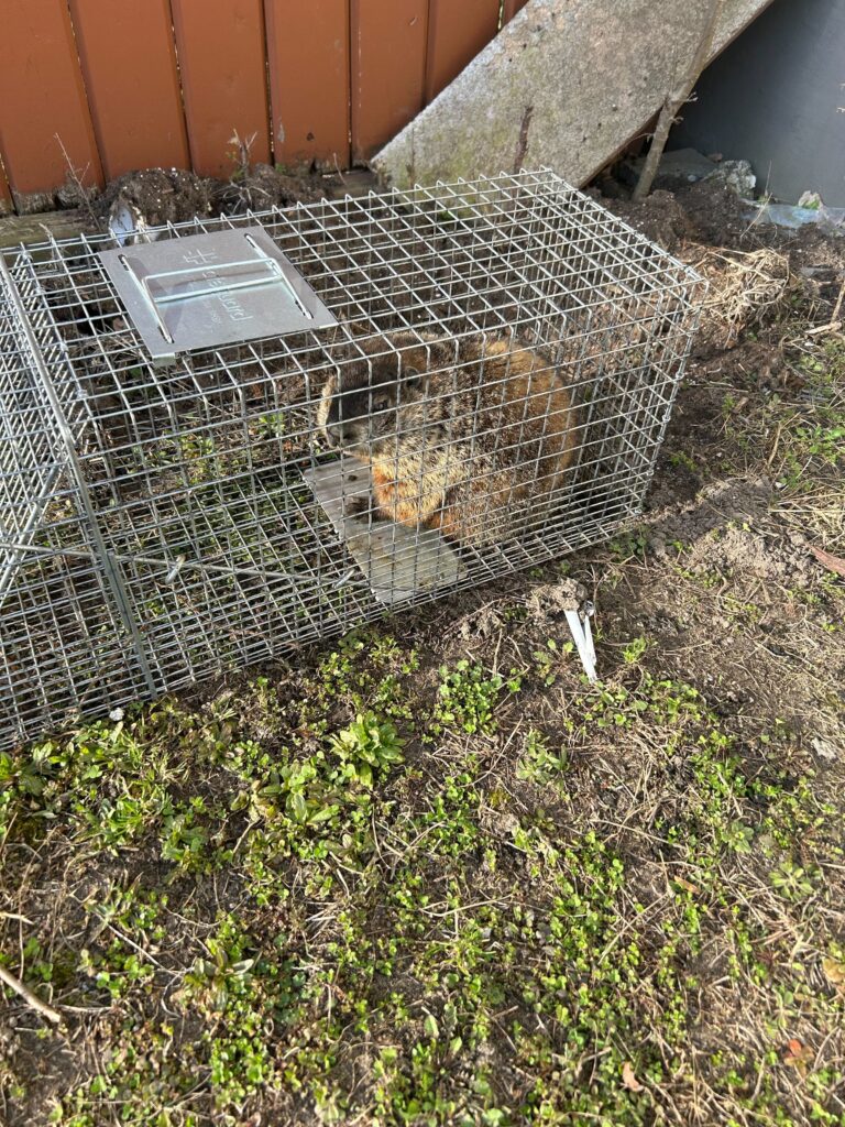 Wildlife Control Hagar